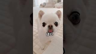 【インスタ21万回再生】めっちゃ笑っちゃう！！ #流行りの #鍋焼きうどん #おもしろ動画 #アテレコ #チワワ #爆笑