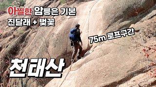 천태산 _ 거대한 바위 절벽에 설치된 75m 로프 한줄 _ 지금 진달래꽃이 한창인 천태산의 암릉 길을 걸어보세요