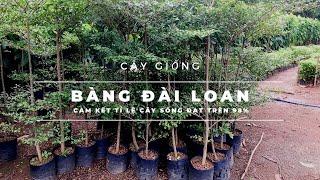 Cây giống 4S: Bàng Đài Loan - Bàng lá nhỏ. Cam kết tỉ lệ sống đạt trên 98%!