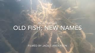 Old Fish; New Names