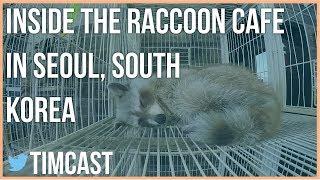 INSIDE THE RACCOON CAFE IN SEOUL, SOUTH KOREA