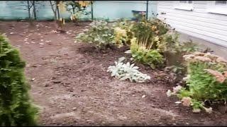 СНТ Ижора, расчистка сложного участка, реконструкция цветников.