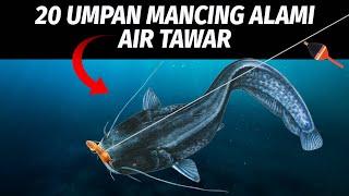 20 Umpan Mancing Air Tawar Terjitu! Freshwater Bait  #KamusMancing