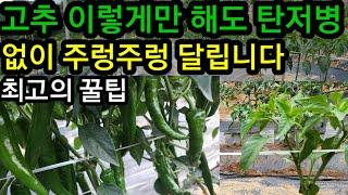 고추 이렇게 하면 1주당 1근 수확합니다 주말농장 텃밭 농사 귀농귀촌 전업농부님들 제발 고추이렇게 해보세요