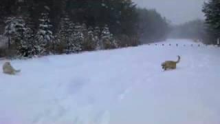 英国ゴールデン　Chulla & 仔犬たち　雪に大はしゃぎの巻きⅡ