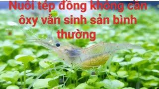 Nuôi tép đồng không cần oxy vẫn sinh sản bình thường.