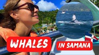 WHALE WATCHING in Samana - my experience  | Travel to Dominican Republic 2023