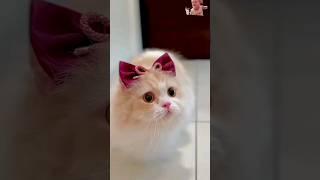 cat lover #song #cat #cute cat#short videos