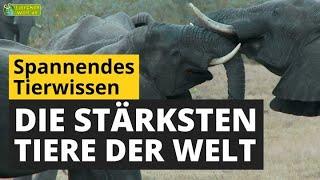 Welches ist das stärkste Tier der Welt?  - Tier-Doku für Kinder