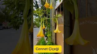 Cennet Çiçeği