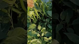 मिर्च की तुडाई #shortvideo #vairal #shortvideoagriculture #vegetablegardening #mirch #urbangardenin