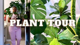 Houseplant Tour + Watering Schedule