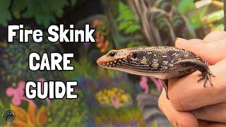 How to Take Care of a Fire Skink! - A TDI Care Guide