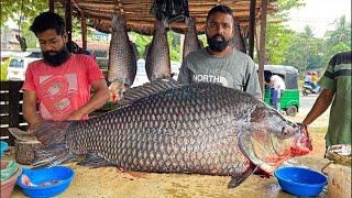 Never seen! Live 50Kg Big Calta Fish Cutting In Village Sri Lanka| Excellent Fish Cutting Skills