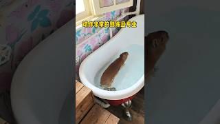 capybara 卡皮巴拉 水豚君跳水表演 #capybara #水豚 #水豚君 #卡皮巴拉 #呆萌 #cute #可愛い #萌寵 #療癒 #short