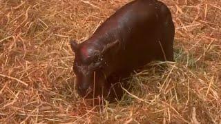 Meet Haggis: Edinburgh Zoo Welcomes Endangered Pygmy Hippo Calf!