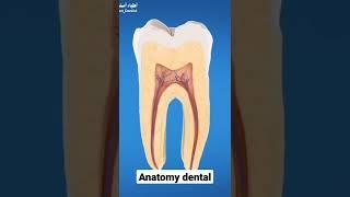 #anatomy #dental #medical #restoration #aesthetic #dentist #stomatologia #stomatitis