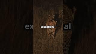 Leopards: The Stealthy and Elusive Big Cats #shorts