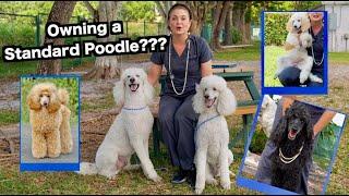 Owning a Standard Poodle? | The Worlds most BEAUTIFUL Dog!