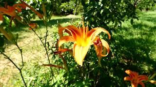 Feuer-Lilie (Lilium bulbiferum) fz82 orange fire tiger lily azucena anaranjada bulbífera roja