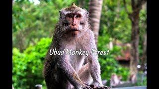 Travel Bali Indonesia | Ubud Monkey Forest | Ep 4