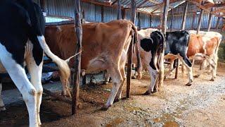 DAIRY FARMING. Kenyan/USA citizen starts a successful Dairy farming in Kenya