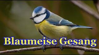 Blaumeise Gesang - Blaumeise lockruf