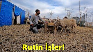 Kuzu ve Koç Bakımı!-Yumurta Topladım!-Hediye geldi!-/Civcivlerin Son Durumu!--