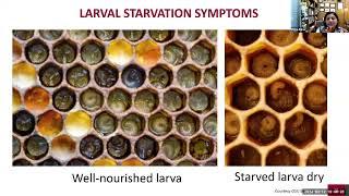 Honey Bee Nutrition-Dr. Priya Basu, Honeybee Health Coalition; a  NY Bee Wellness webinar