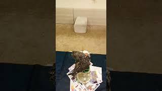 #subscribe #eagle #bird #viralvideos #shortvideo #shortsfeed #shorts #short#shortsvideo#viral #video