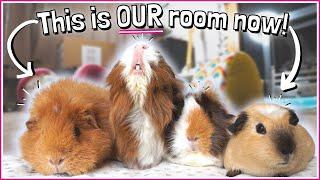 Free Roaming Routine with the Guinea Pig Herd!