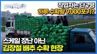 7명의 작업자가 하루에 9,000포기 배추를 수확하는 엄청난 현장│겨울 김장철 배추가 산지에서 우리 식탁에 오르기까지│일하고 먹는 보쌈│극한직업│#골라듄다큐