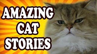 Top 10 Amazing Cat Stories