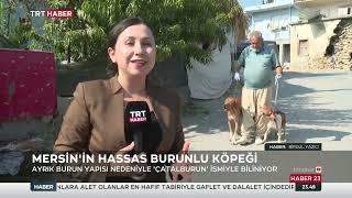 MERSİN'İN HASSAS BURUNLU KÖPEĞİ: ÇATALBURUN