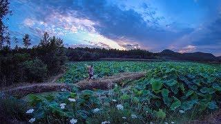 丨Making Use of Every Part of the Lotus: Flowers, Leaves, and Roots | Liziqi Channel