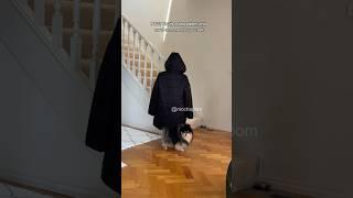 POV: you’re a dog parent and need a moment to yourself  #dog #shorts