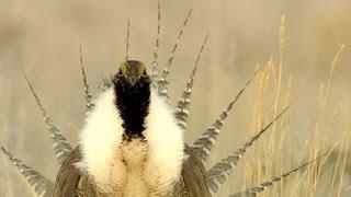 Gunnison Sage-Grouse