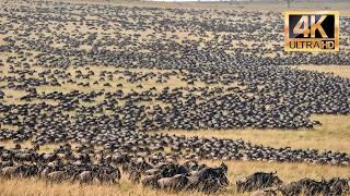 THE DEADLY MIGRATION OF THE GNUS | AMAZING DOCUMENTARY | WILD ANIMAL WORLD