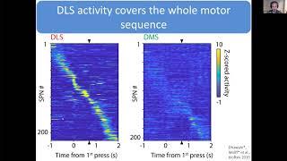 Talk: Motor skill learning and execution in a distributed brain network