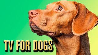 DOG TV | The Best Free TV for Dogs! Fun & Relaxing Nature Videos!