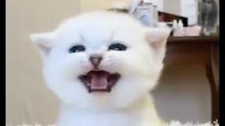 ADORABLE Kittens Meowing - Cats Meowing Compilation