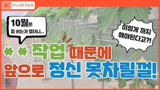 딸기농사 10월달도 **작업 때문에 정신 못 차릴껄!(온누리딸기농장)