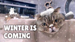 How Do Cats Survive the Winter? | Kittisaurus Villains