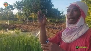 JEBAKAN HAMA PADI YANG DI PASANG PAK SUDIWANI TERNYATA!! PETANI NEKAD ASAL KOTA MBATU