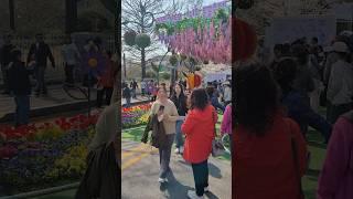여의도 벚꽃축제 2025 역대급 개장! 4월 18일 오늘! Yeouido Cherry Blossoms Festival.
