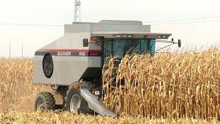 Corn Harvest 2023 | Gleaner R42 Combine Harvesting Corn | Ontario, Canada