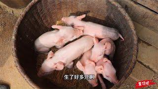 农村养猪赚钱吗？来看看小猪仔是怎么喂养的，看完感叹：赚钱不易