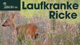 Laufkranke Ricke - Hegeabschuss gerechtfertigt? Lieber länger warten, als zu kurz!