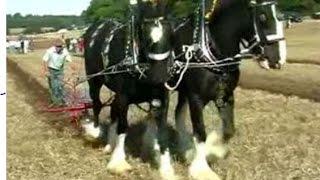 PLOUGHING MATCH Thorseby Hall 2005 Filmed by Syd Pearman.mp4