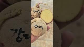 #강대킹감자#Kangdaekingpotato #감자육종가임영석  #감자박사 #임영석감자연구소 #kpotatolab